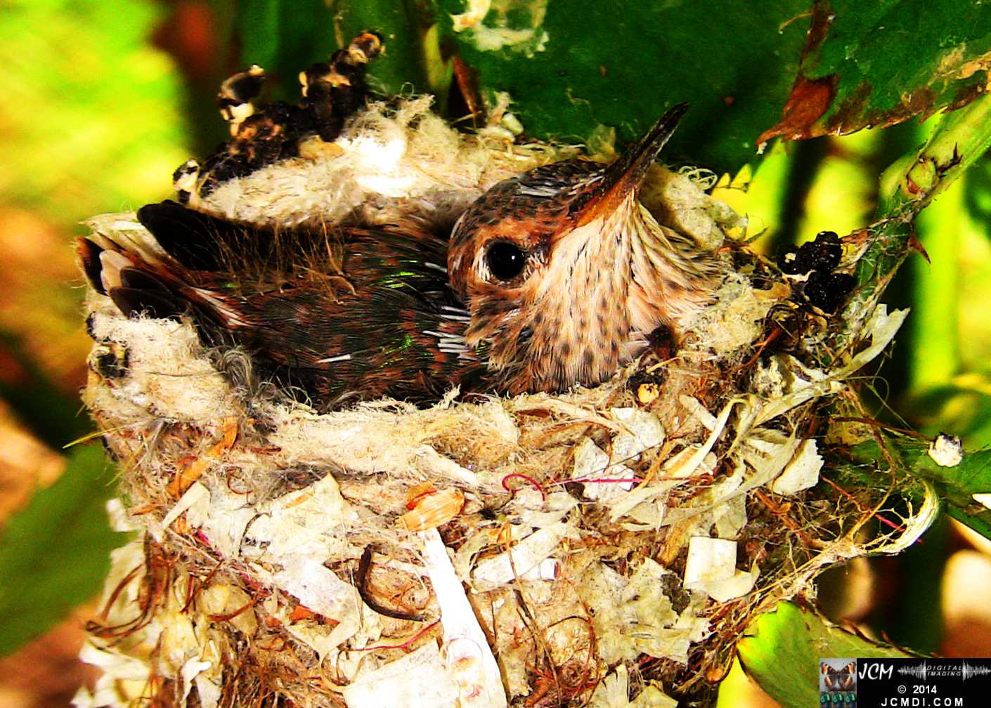 Allens Hummingbird chick and nest image 3-26-2014